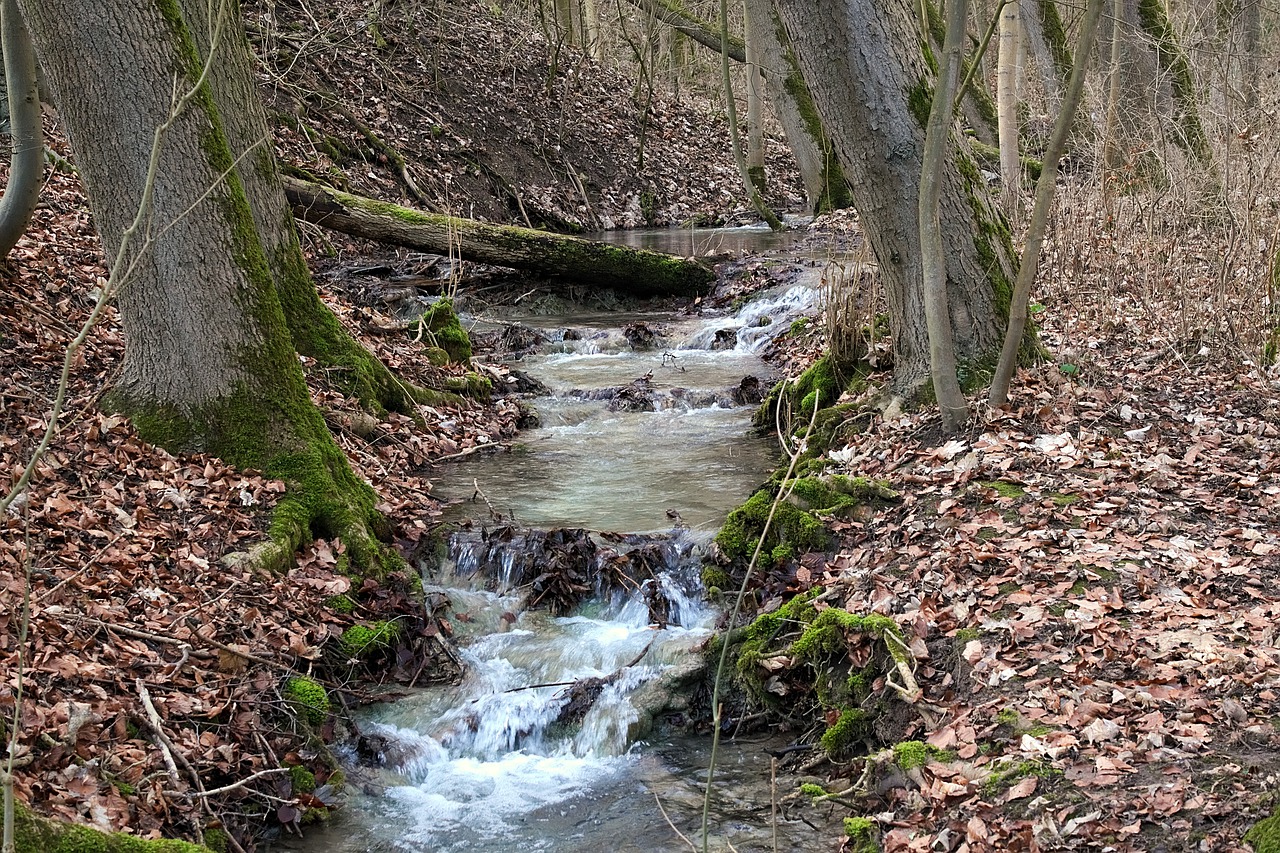 creek, forest, nature